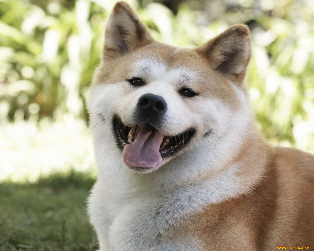 hachiko, dogs, story, , 